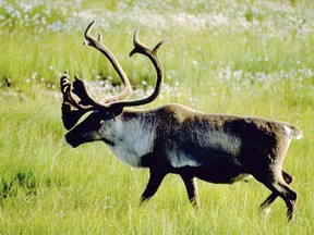 A Woodland caribou bull is shown in an undated handout photo.  environmental groups to protect boreal caribou habitat was a failure.