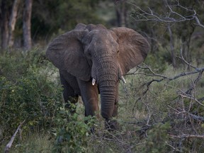 An elephant is seen around Skukuza, Kruger National Park, on April 3, 2022.