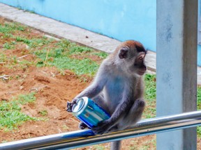A macaque monkey holds an empty can of beer in Bako National Park, Borneo, Sarawak, Malaysia.