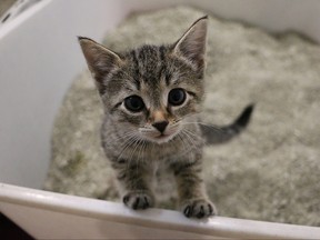 Kitten in a litter box.