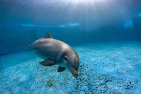 Bottelnose dolphin in a pool, underwater view. iStock files