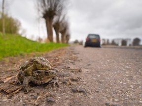 One million animals are killed on roads in the Greater Toronto Area each year, according to a new study by the Toronto Region Conservation Authority (TRCA) and the University of Toronto.