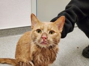 Kingo was found wet and freezing after being abandoned in a ditch in Guelph.
