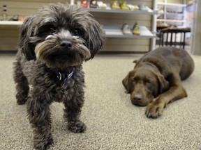 More than half of Canadian employees want pet-friendly environments when they return to the office, a survey says.