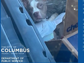 David Carlson was cleaning the dumpsters last week when he found a puppy "struggling to get out from under trash" in one of the large bins, according to a Facebook post from the Columbus Department of Public Service.