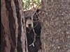 One of the bears that was hibernating in Lake Tahoe. Bear League