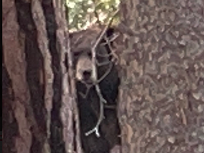 One of the bears that wintered in Lake Tahoe. bear league