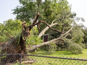 A tree uprooted by a storm is pictured in this file photo.