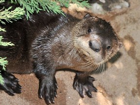 Pictured is a baby otter that was born at the Edmonton Valley Zoo on April 9, 2011
