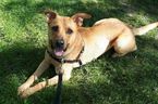 Goldie, a 4-year-old female Shepherd mix, is available for adoption at the Toronto Humane Society.