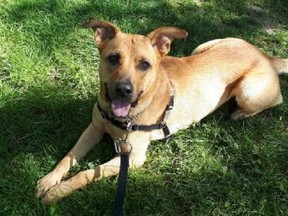 Goldie, a four-year-old female shepherd-mix, is available for adoption at the Toronto Humane Society.