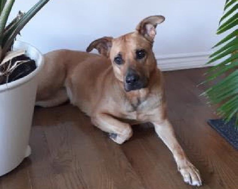  goldie, a four-year-old female shepherd-mix, is available for adoption at the toronto humane society.