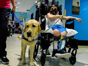 Parks, a 2-year-old Labrador retriever service dog, recently joined the child-life team at Orlando Health Arnold Palmer Hospital for Children. CREDIT: Photo courtesy of Orlando Health