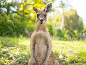 A kangaroo attacked a woman who was playing golf in Australia this week.