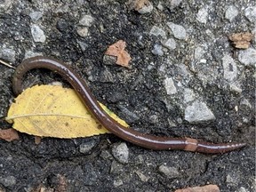 A file photo of a jumping worm.