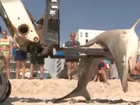 A hammerhead shark that washed up on a beach in Florida measured 11 feet long and weighed in at 500 pounds.