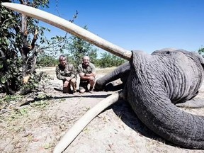Hunters pose with biggest tusker elephant that had just been killed.