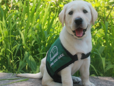 Future dog guide in training