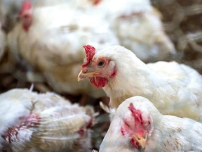 Farm sick chicken or sad chicken, epidemic, bird flu.