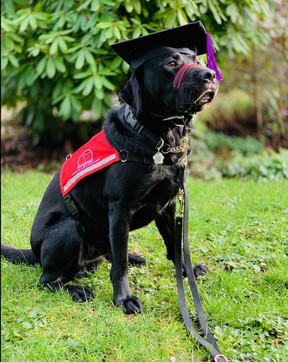 Trebek, graduating as a diabetic alert dog.