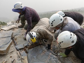 A Royal Ontario Museum fieldwork crew is seen extracting a shale slab containing a fossil of Titanokorys gainesi in the mountains of Kootenay National Park, B.C., in an undated handout photo.