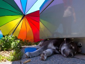 FILE PHOTO: Pup Lilly stays cool sleeping in the shade with her bowl of water after a walk with her owner on the Riverwalk in the East Village on Tuesday, June 29, 2021.
