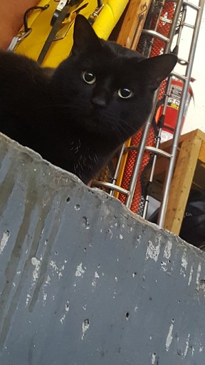 Porter, the Toronto Police Marine Unit’s rescue cat.
