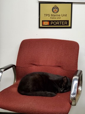 Porter, the Toronto Police Marine Unit’s rescue cat.