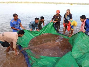 Local fishermen stand with a rescued 180-kilogram and 4-metre long giant freshwater stingray hooked by a fisherman's net at the Mekong River, in Stung Treng province, Cambodia May 5, 2022.
