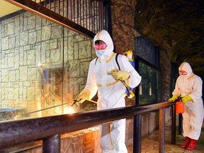 This undated picture released from North Korea's official Korean Central News Agency on May 20, 2022 shows employees of the Central Ideals Zoo disinfecting the zoo to prevent the spread of the Covid-19 coronavirus in Pyongyang.