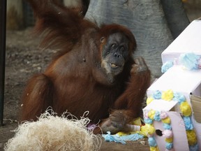 Puppe the Sumatran Orangutan celebrates her 52nd birthday at the Toronto Zoo.