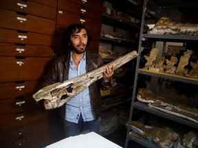 Rodolfo Salas-Gismondi, founder and director of the paleontology department at the Museum of Natural History of the Universidad Nacional Mayor de San Marcos, shows the fossil remains of a crocodile that inhabited the planet seven million years ago, giving scientists clues about how modern day crocodiles, who live in freshwater ecosystems, come from the sea, in Lima, Peru May 16, 2022.