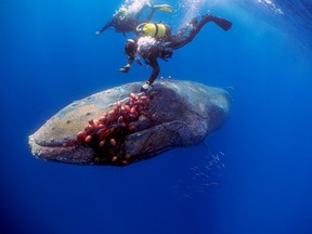 Spanish divers try to cut an illegal drift net off a 12-metre-long humpback whale, who got entangled in it near Cala Millor beach in the Balearic island of Mallorca, Spain May 20, 2022.
