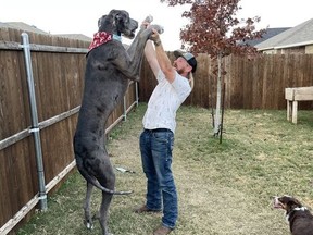 Zeus, standing over 7 feet tall on his hind legs, with Garrett Davis.