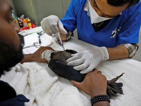 A vet administers an injection to an eagle after it was dehydrated due to heat at Jivdaya Charitable Trust during hot weather in Ahmedabad, India, May 11, 2022.