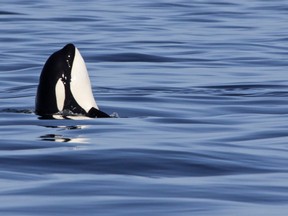 In this file photo, a killer whale is pictured surfacing in the Strait of Georgia in British Columbia.