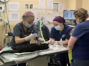 Buddy with the veterinary staff when he arrived at the Pennsylvania SPCA after he was attacked by two dogs and severely injured.