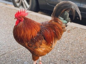 Carl the Rooster was snatched from his perch in Ocean Springs, Miss., and later killed, police say.