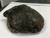 A fragment of a human skull believed to date back nearly 8,000 that was found by kayakers on the Minnesota River. Handout/Renville County Sheriff’s Office
