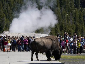 A bison walks past people watching the eruption of Old Faithful Geyser in Yellowstone National Park on June 22, 2022.