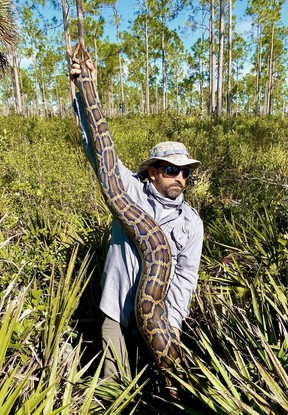 This February 2022 photo provided by the Conservancy of Southwest Florida shows biologist Ian Bartoszek with a 15-foot female Burmese python captured by tracking a male scout snake in Picayune Strand State Forest.