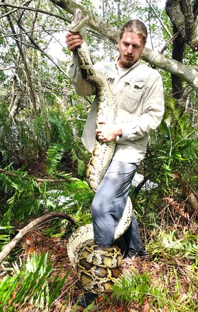This February 2018 photo provided by the Conservancy of Southwest Florida shows biologist Ian Easterling with a 15-foot female Burmese python captured by tracking a male scout snake in Rookery Bay National Estuarine Research Reserve in Naples, Fla. (Conservancy of Southwest Florida via AP)