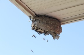 Bald-faced hornets fly to a broken nest on the eave of a residential home.