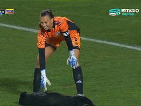 A belly rub-demanding dog interrupted a Chile-Venezuela soccer game.