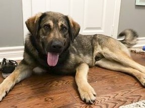 Brick, a year-and-eight-month-old male Shepherd mix, is ready for his Forever Home.