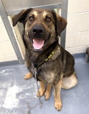Brick, a year-and-eight-month-old male Shepherd mix, is ready for his Forever Home.