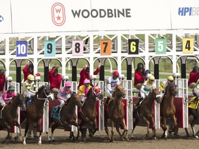 A Thoroughbred race starts at Woodbine Racetrack.