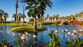 Des flamants roses parsèment le paysage du JW Marriott Desert Springs Resort and Spa.  FOURNI