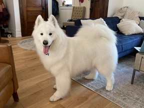 Beautiful white Samoyed with tongue hanging out.