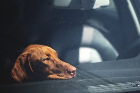 Dangers of leaving a pet alone in a locked vehicle – Ablozhka/Getty Images